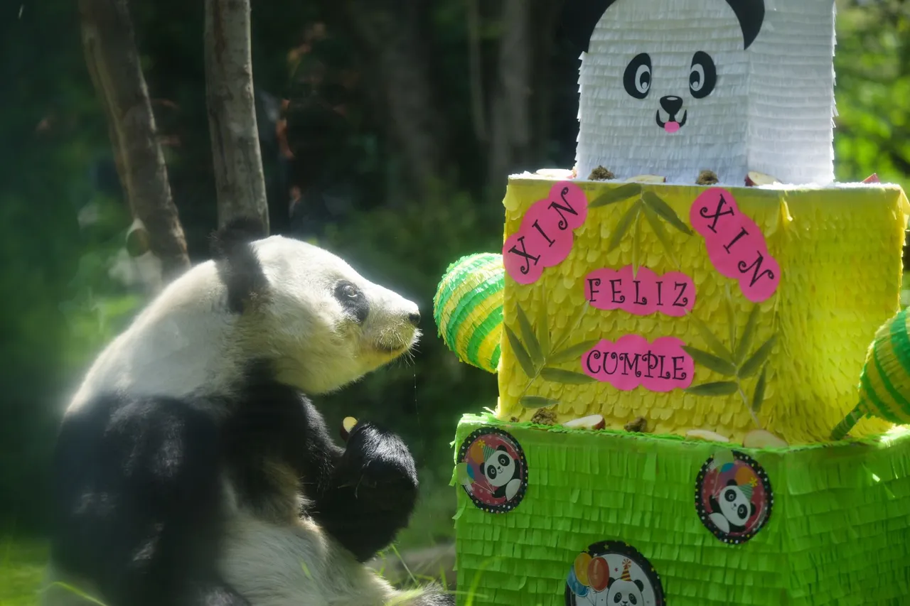 panda