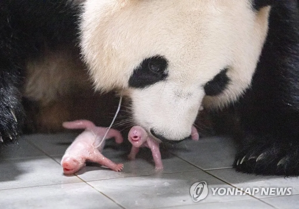 pandas