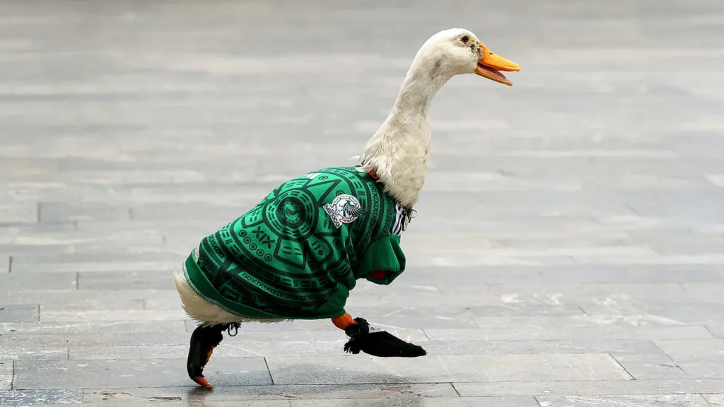pato