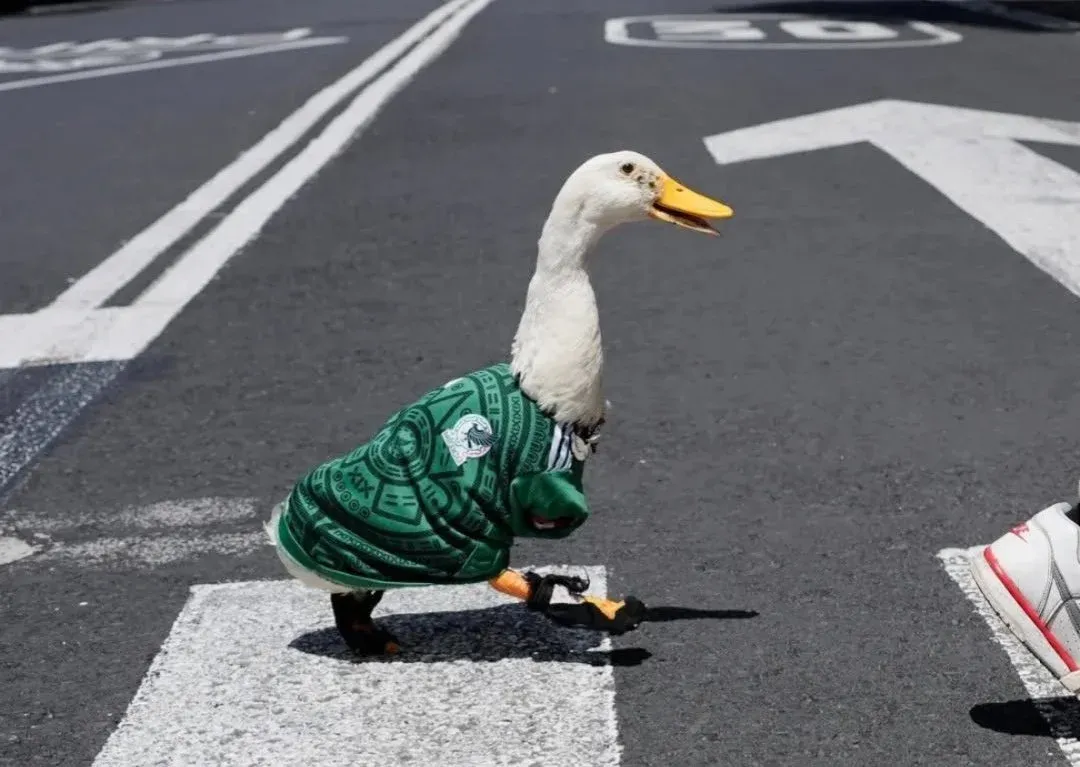 pato