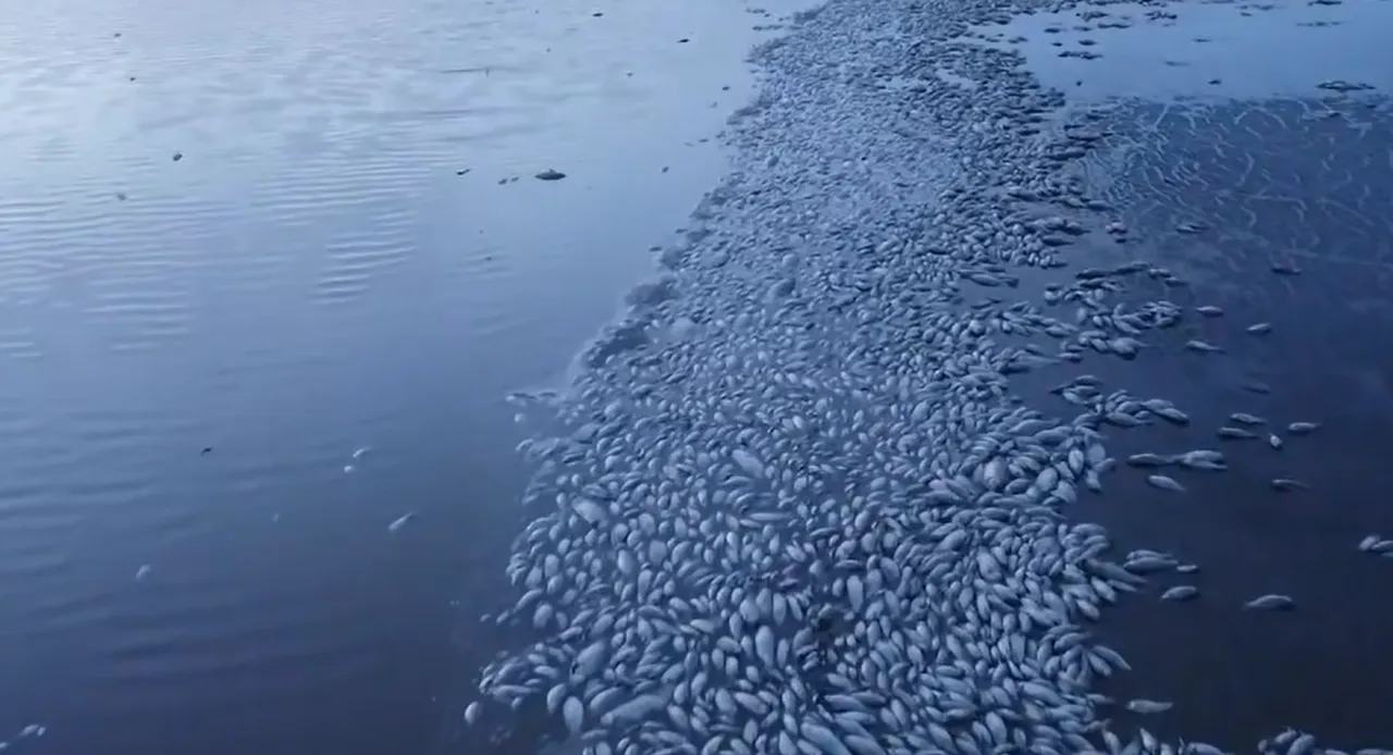 peces