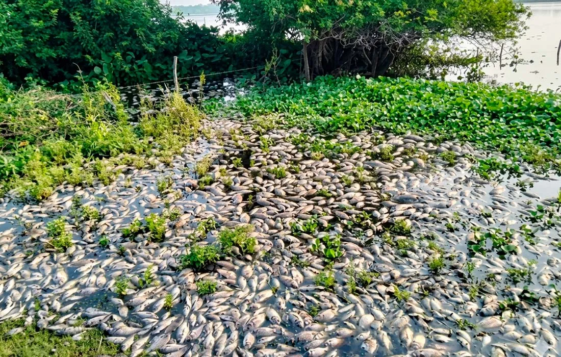 peces