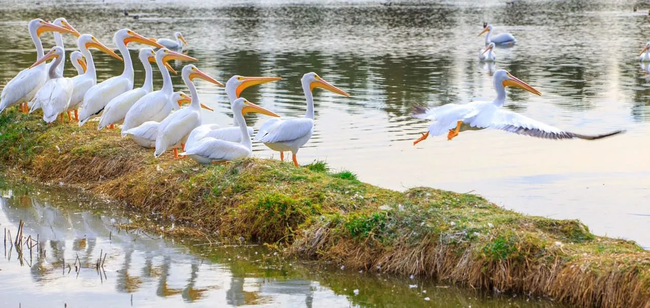 pelicanos
