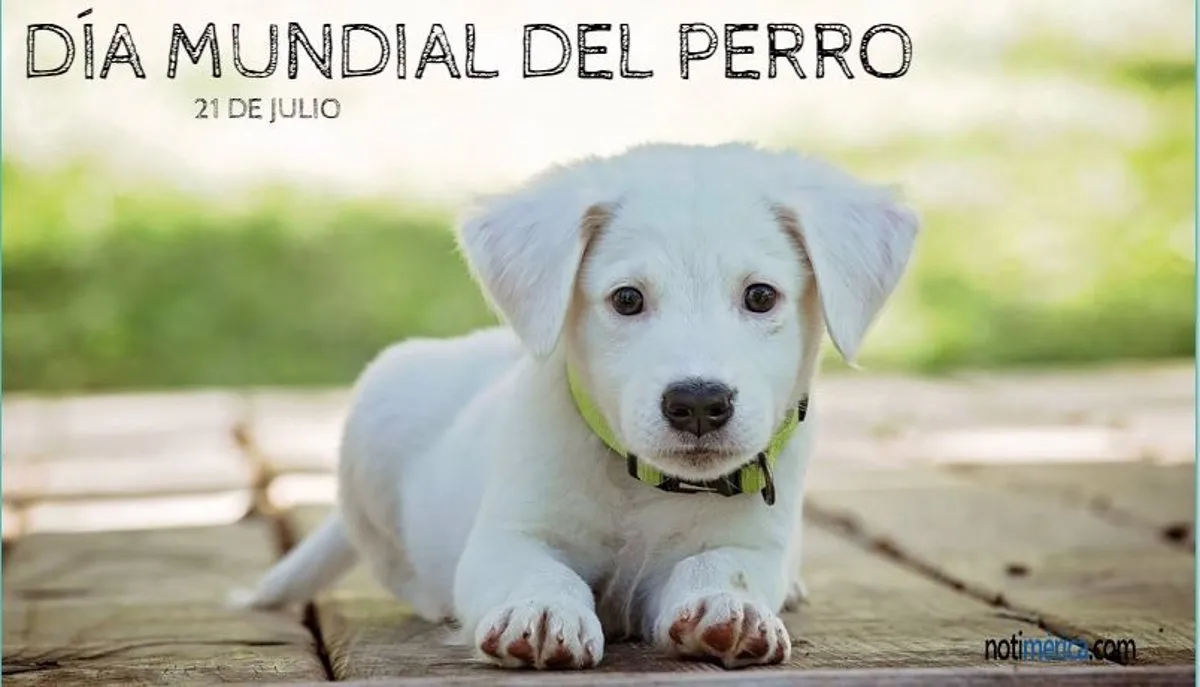 21 de julio: Día Mundial del Perro, ¿por qué se celebra hoy?