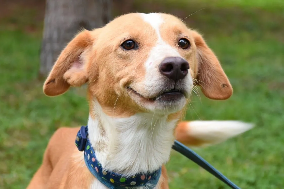 perrito