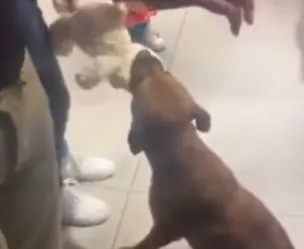 perrito