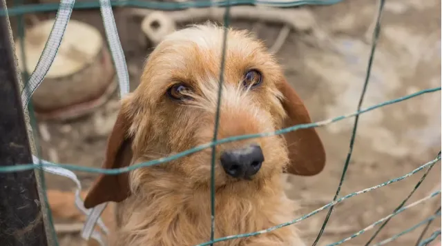 perrito