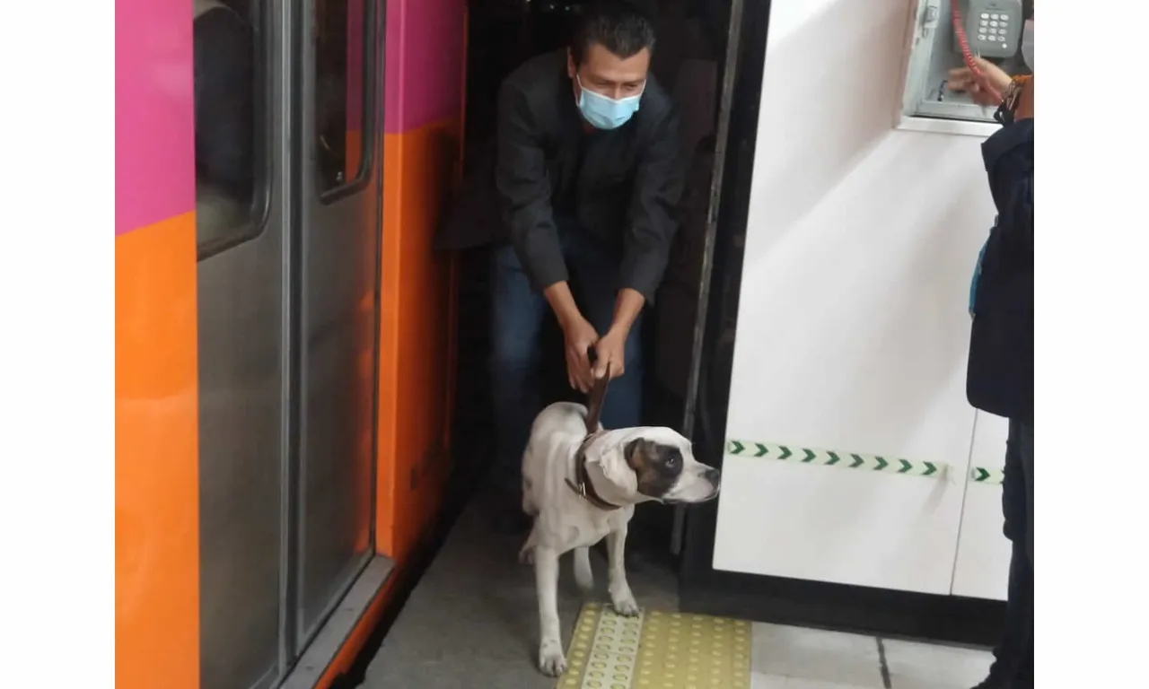 perrito1