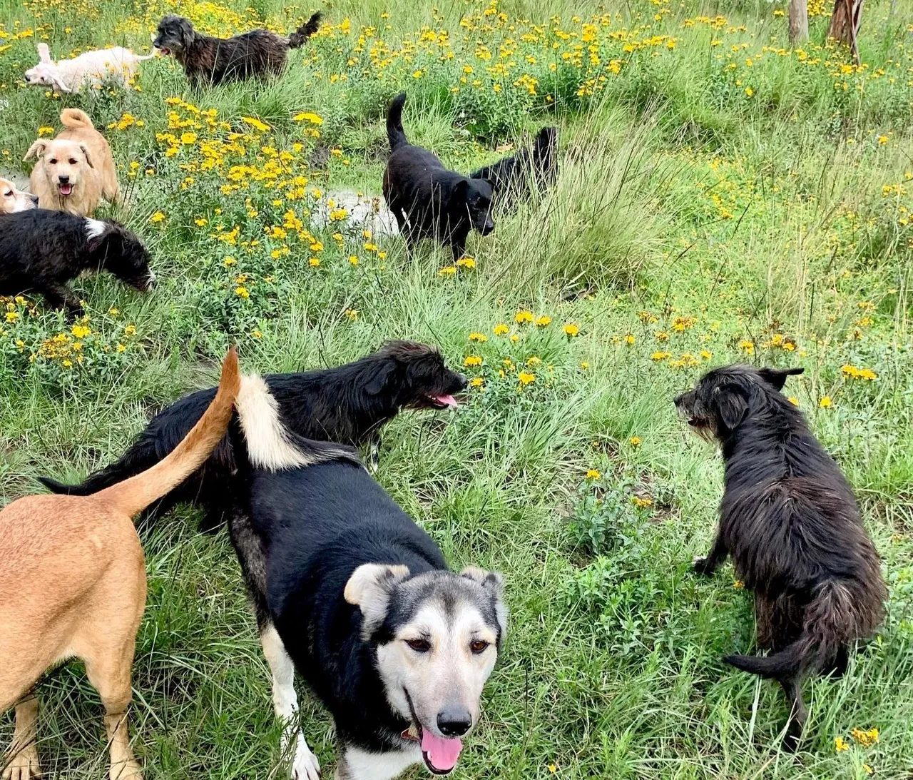 perritos