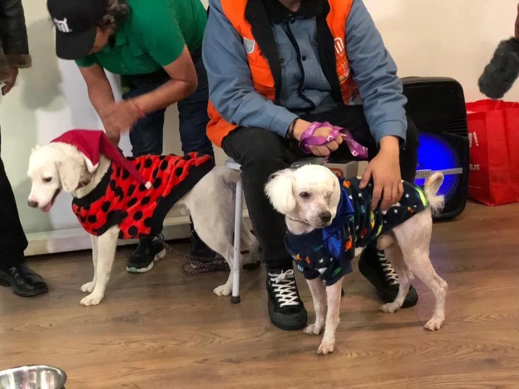 perritos