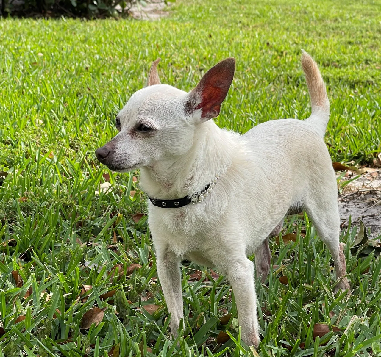 El perro más viejo del mundo es un chihuahua y vive en Florida