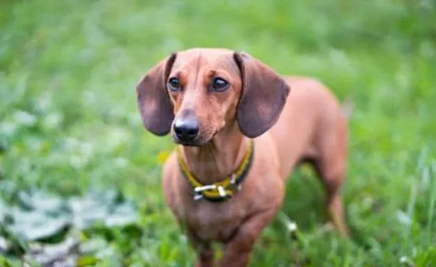 perro