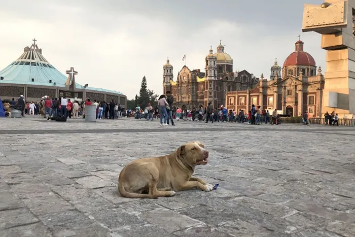 perro