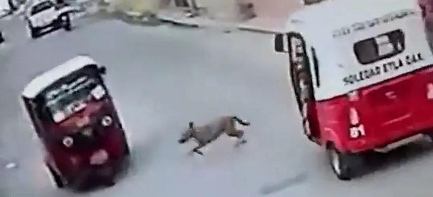 perro
