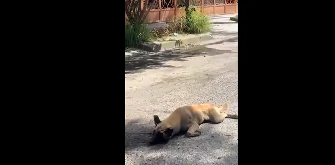 perro