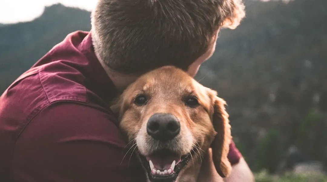 perros