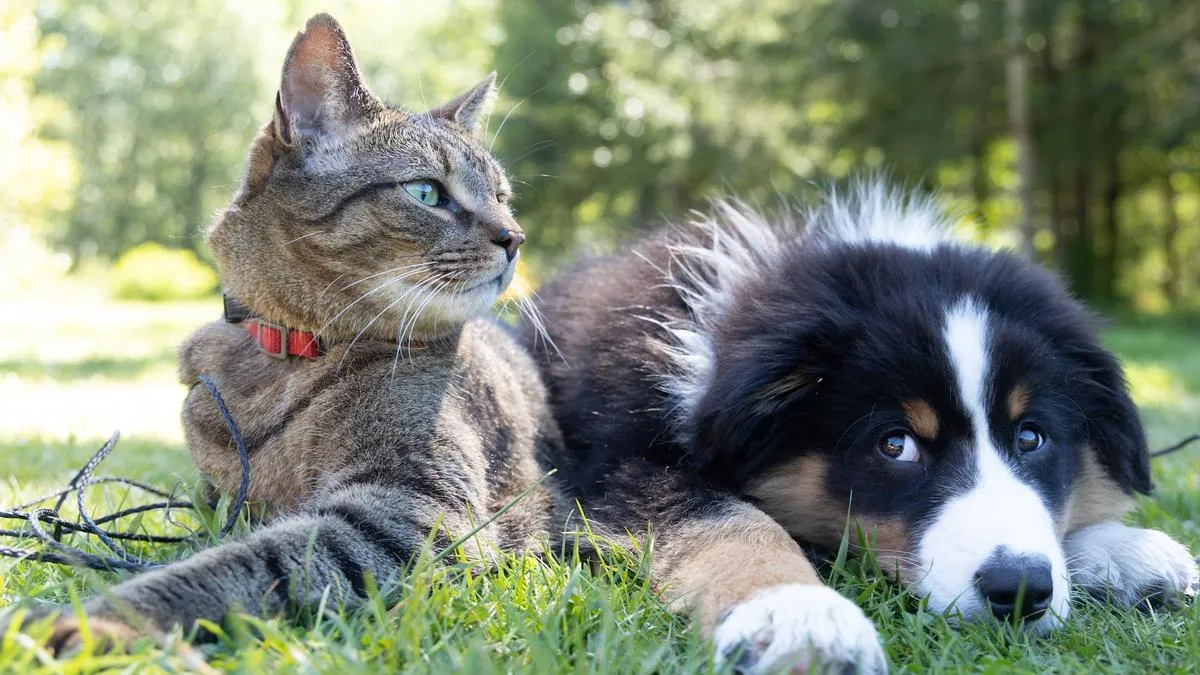 perrosgatos