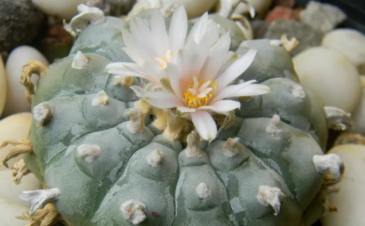 peyote