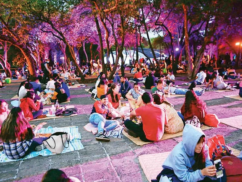 picnic