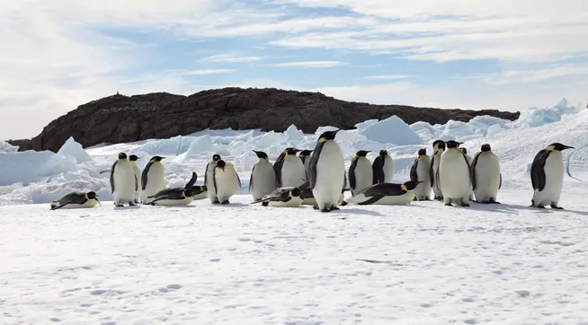 pingu