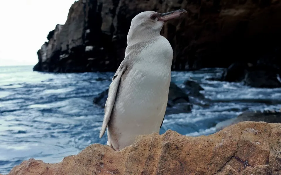 pinguino