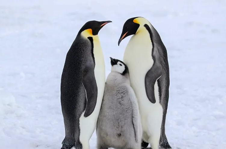 pinguinoooo