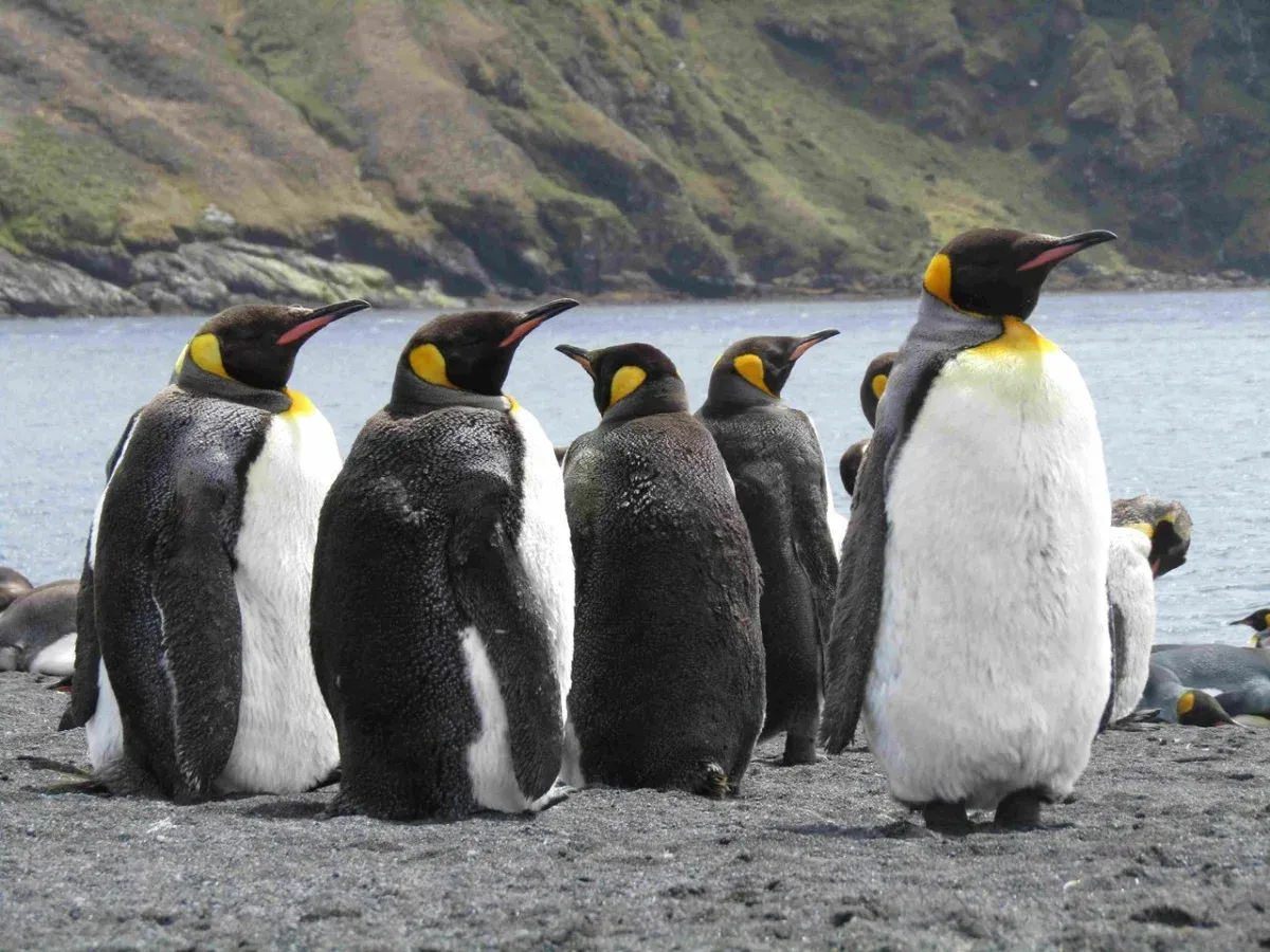 pingüinos