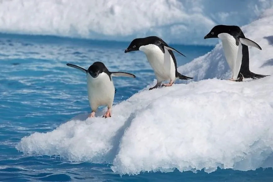 pinguinos