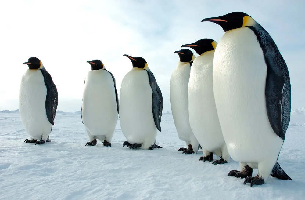 pinguinos-emperadores
