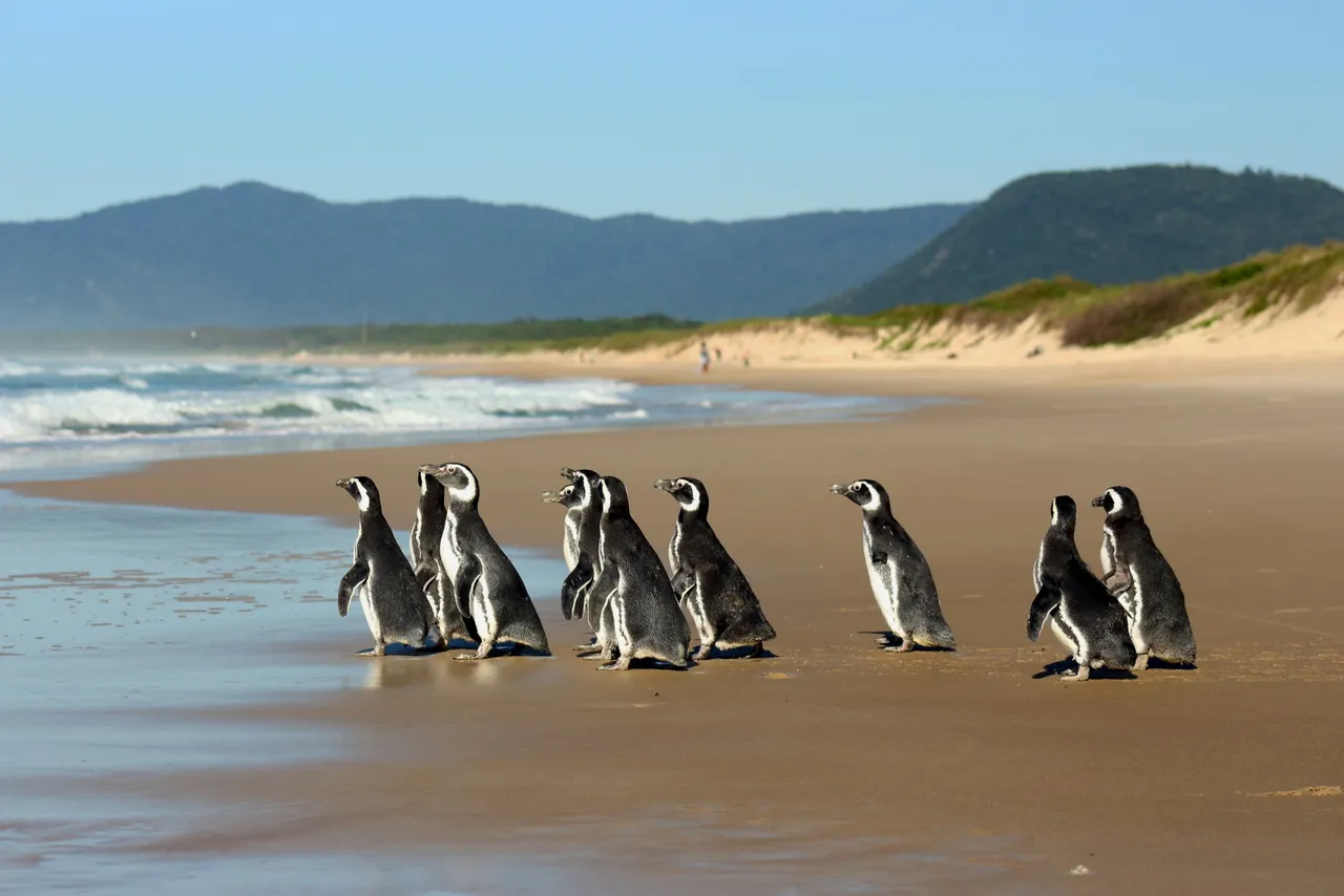 pinguis