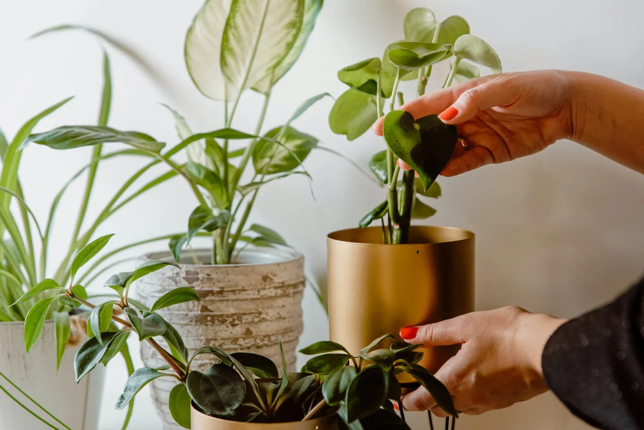 plantas