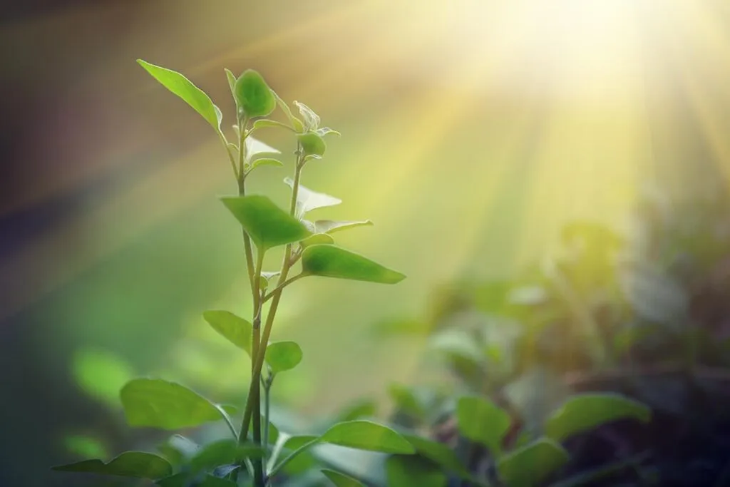 plantas