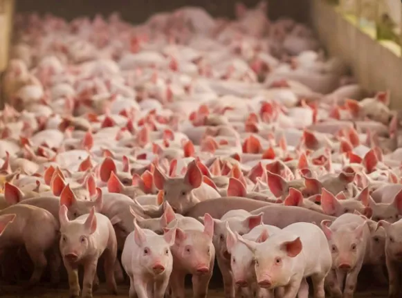 porci