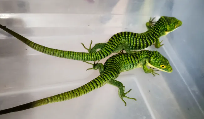 Profepa asegura 13 dragones mexicanos que intentaban ser enviados a Hong Kong