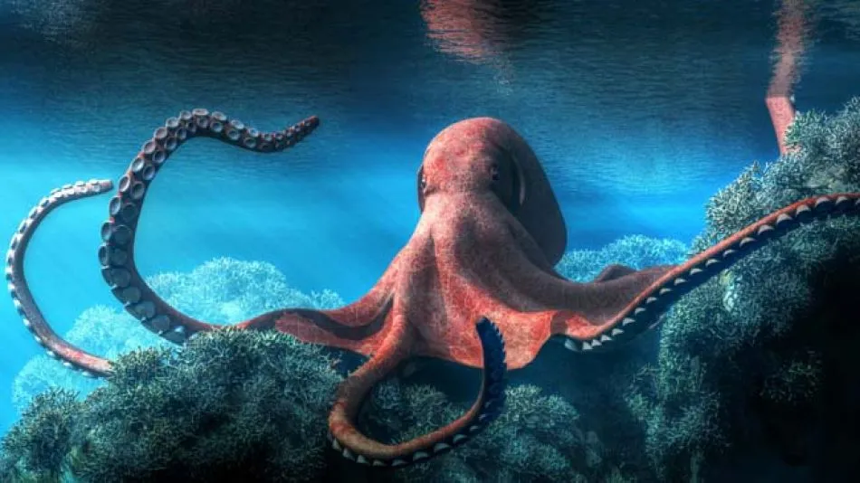 pulpo