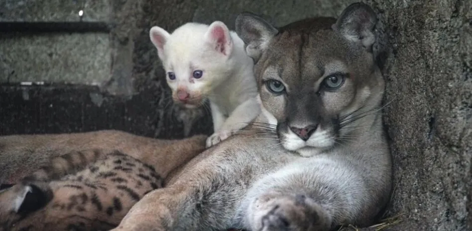 puma