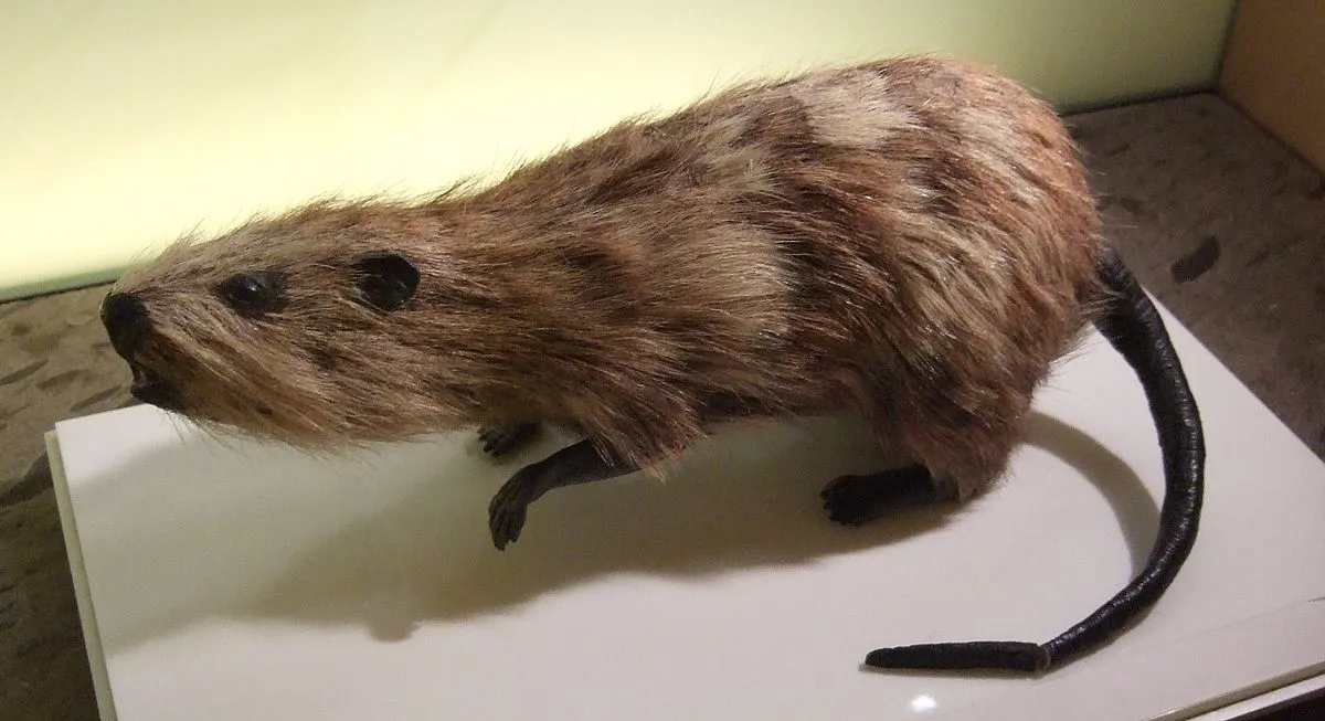 rata