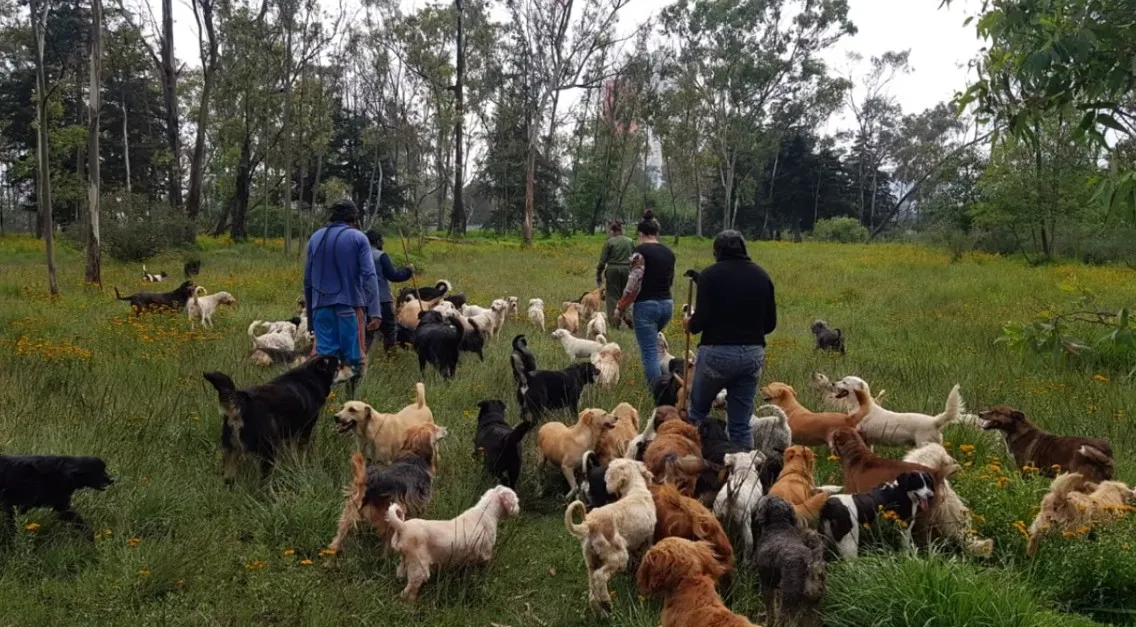 Perritos rescatados en refugio bajo revisión por condiciones de bienestar animal