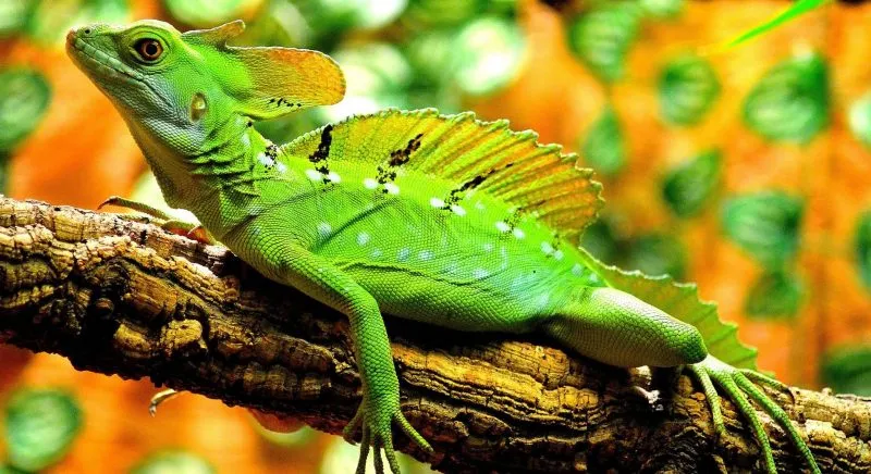 reptiles