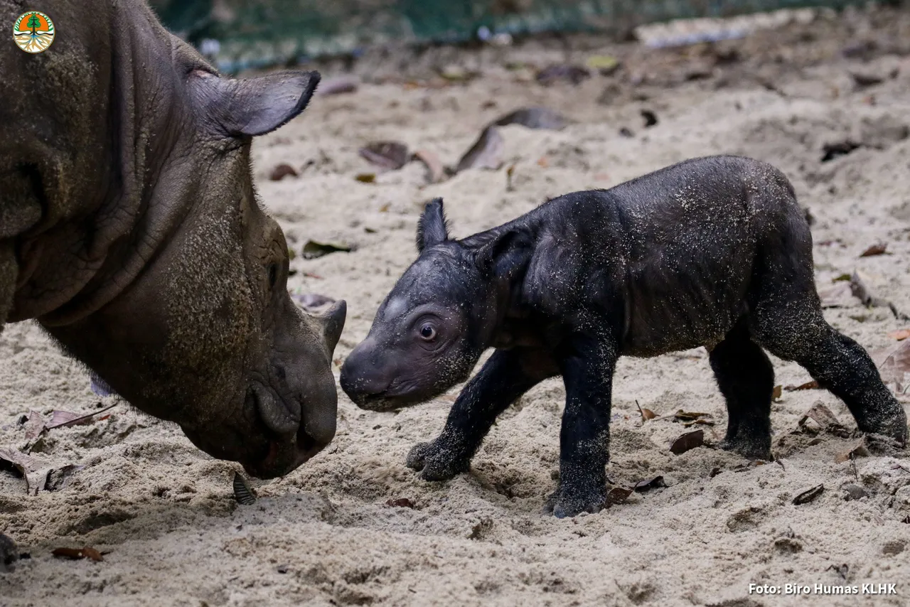 Indonesia celebra el nacimiento de una nueva cría del amenazado rinoceronte de Sumatra