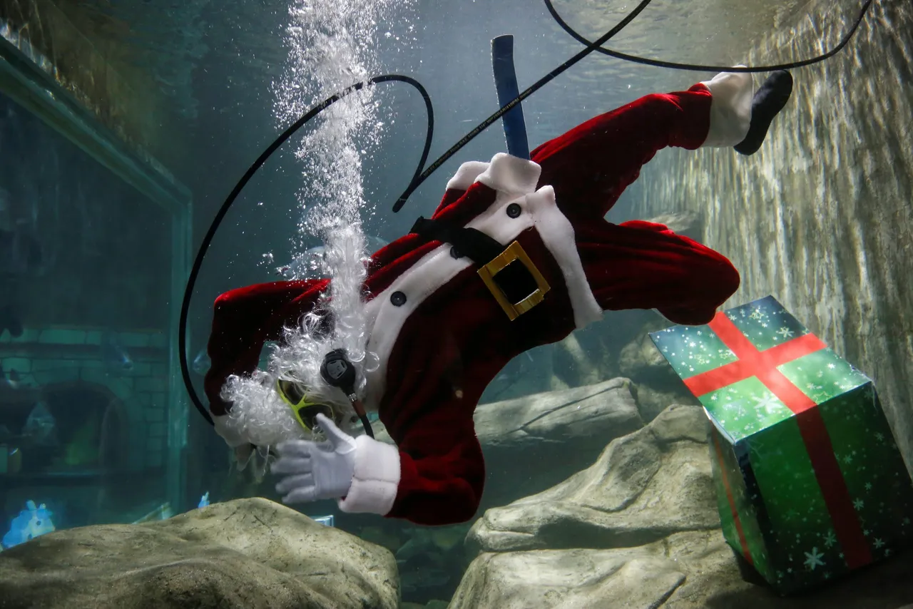 Un santa acuático ofrece regalos entre pirañas en un zoológico de Guadalajara