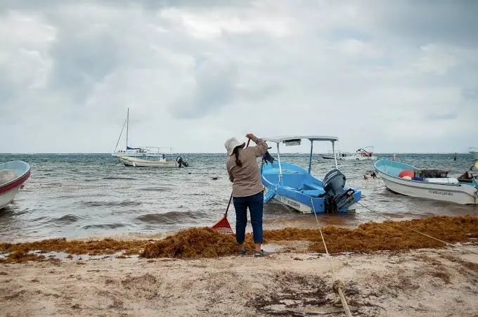 Sargazo, de reto ecológico a industria de alto valor 