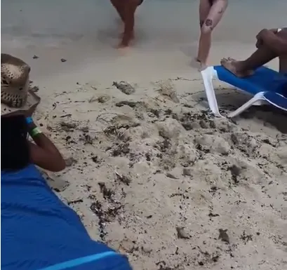 Decenas de crías de tortuga marina buscan llegar al mar en una playa de Cozumel