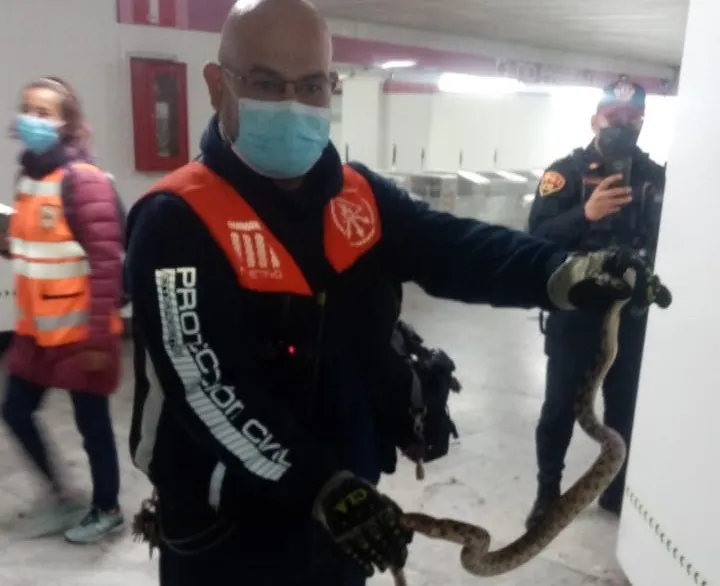 serpiente