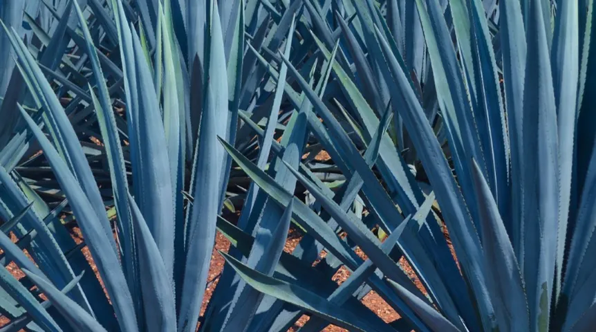 tequiña