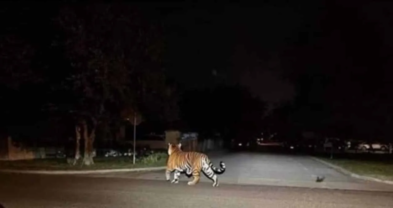 tigre