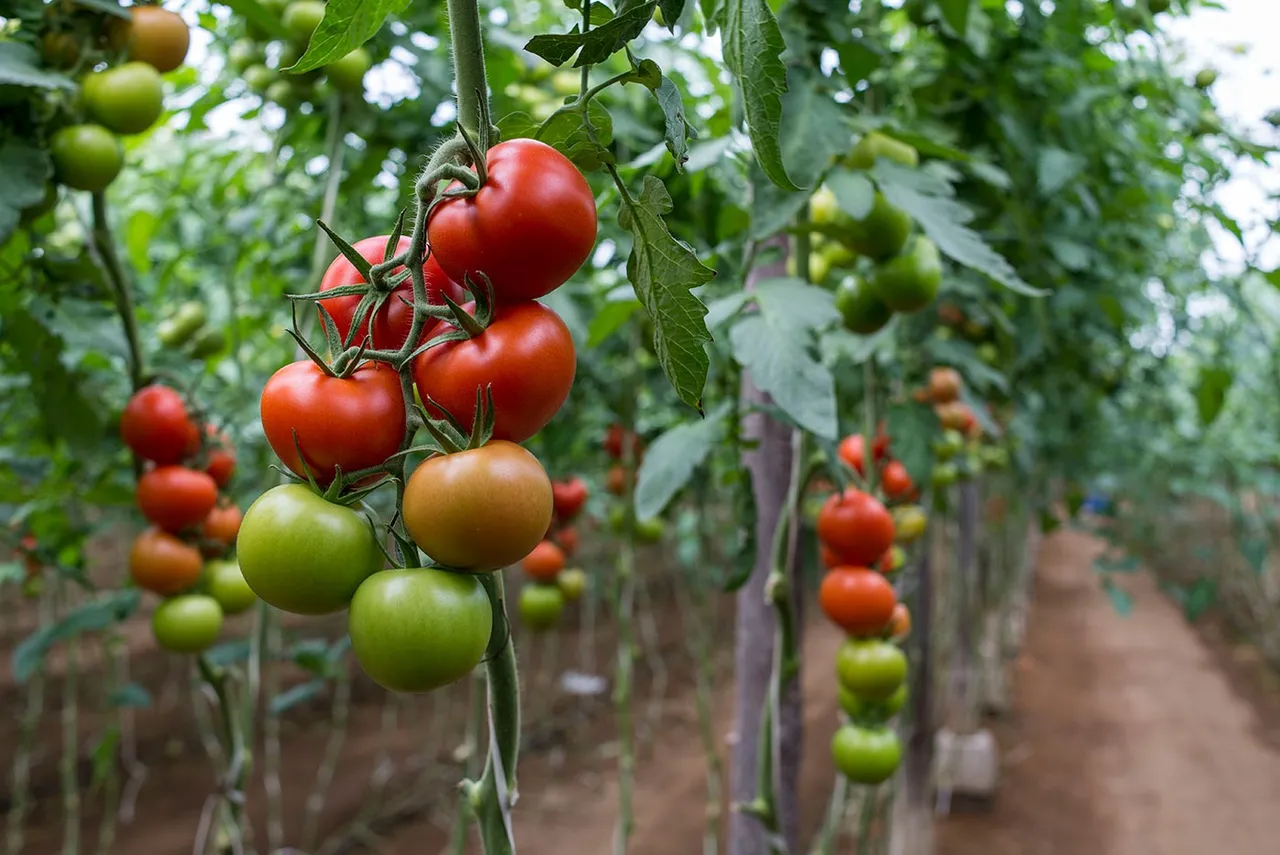tomate