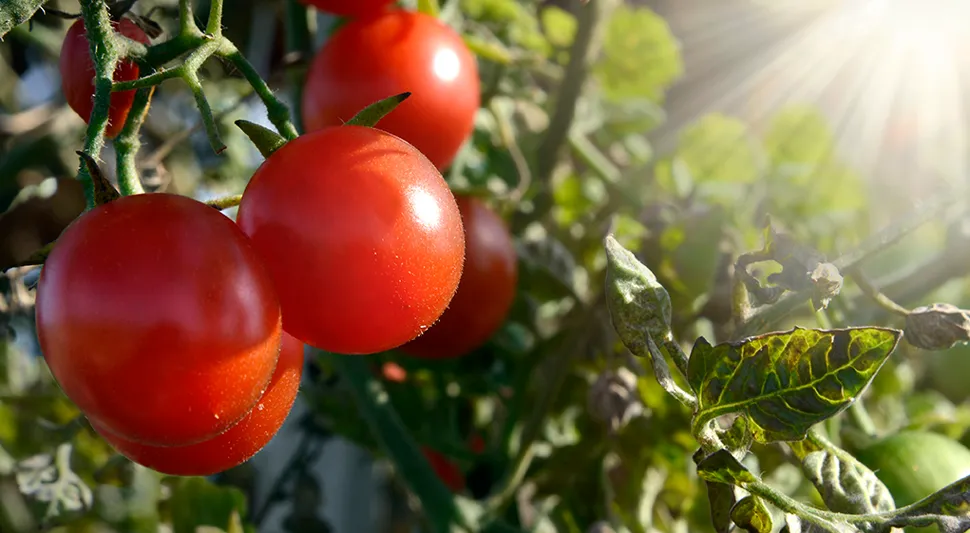 tomate