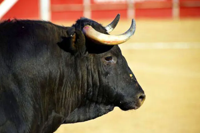 toros