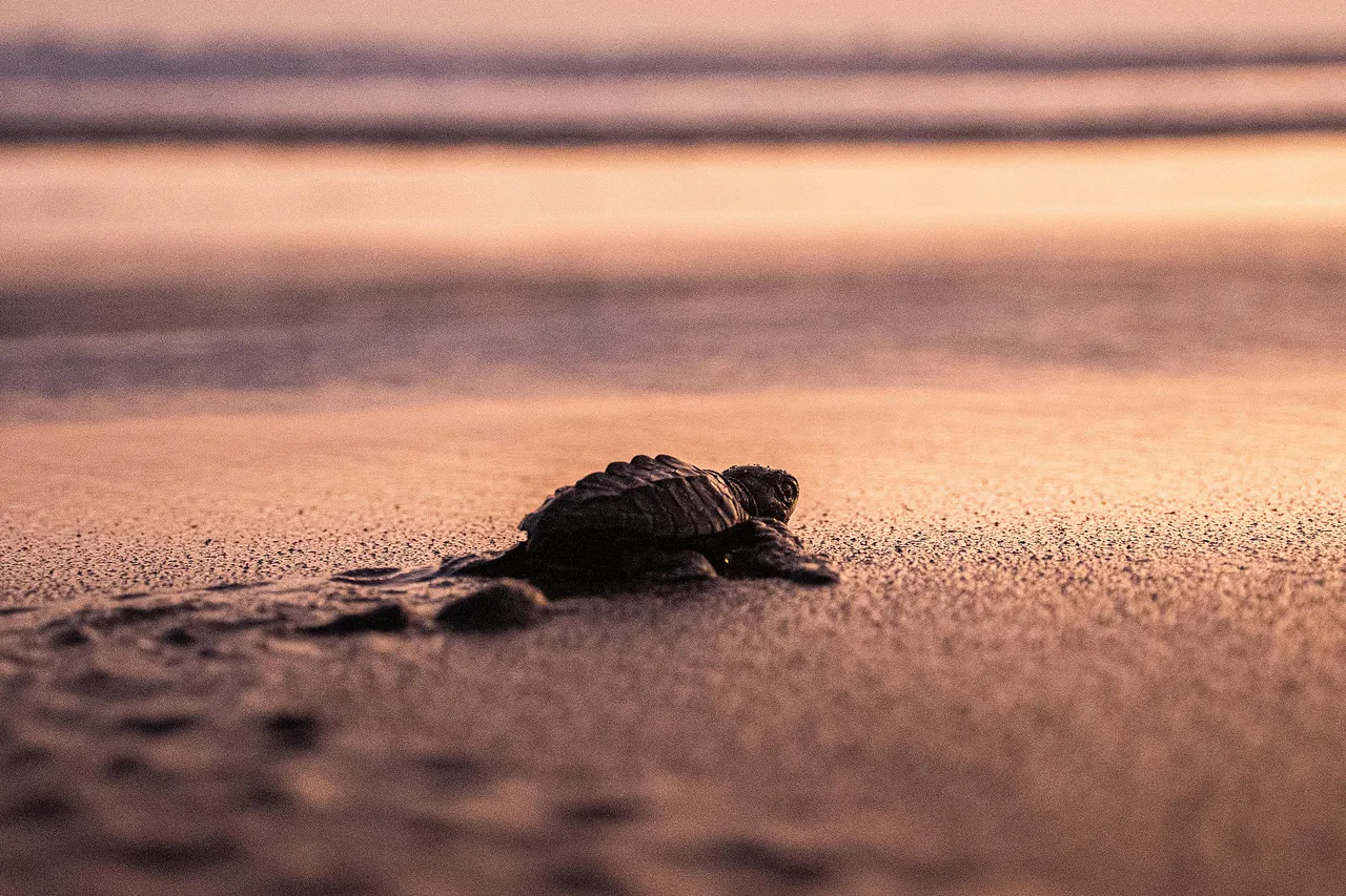 tortuga